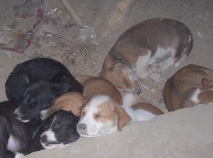 puppies on the street