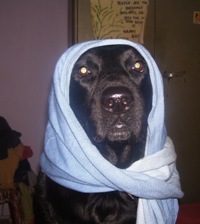 Dog with muffler