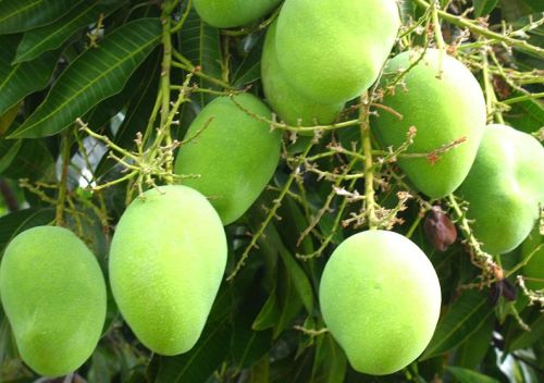 Staring out of the window there it is a bunch of green mangoes 