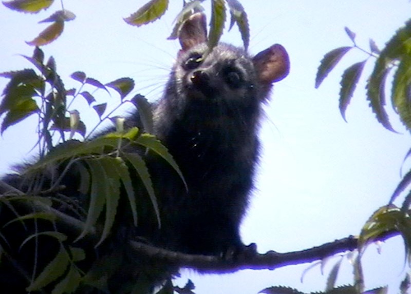 Common Palm Civet at JNU
