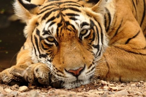 Tiger At Peace