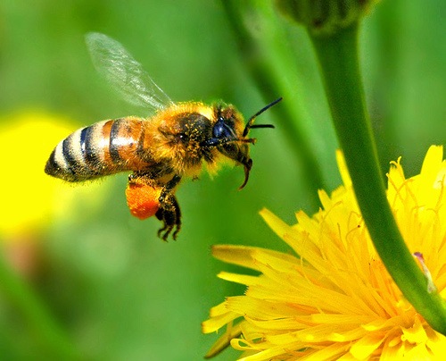 honey bees provinding the pollination ecosystem service