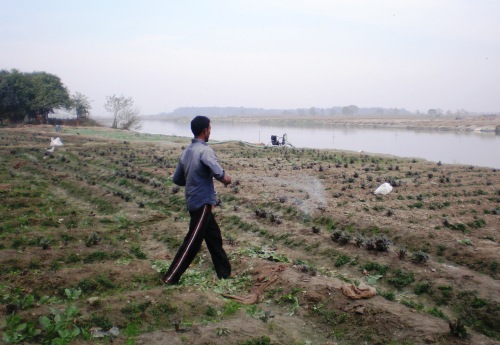 Farming on the Yamuna River floodplains