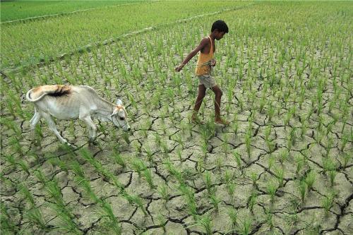 Drought affected India