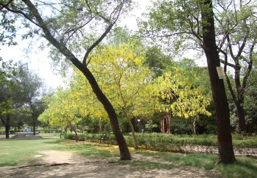 Yellow Bliss in the Greens of Delhi