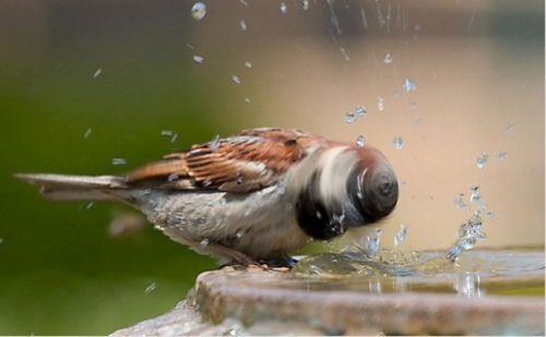 Install a Bird Bath – A Friend in Need is a Friend Indeed