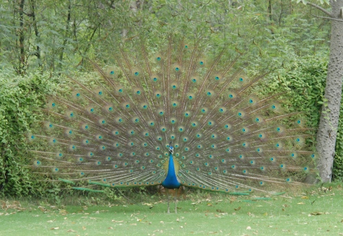 Dancing peacock in Delhi