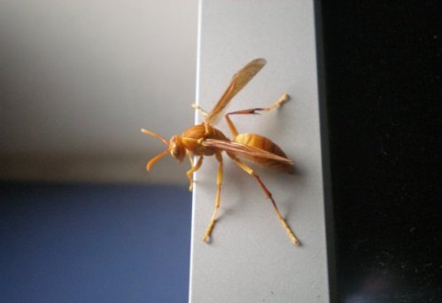 Wasp on computer