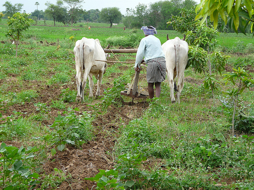 Indian cotton farmer