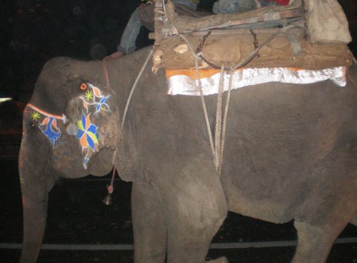 Bhola Appeals to Restore Pride and Safety of the Indian Elephant