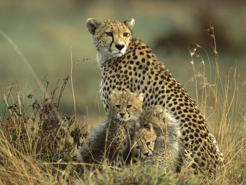 Preparing to Reintroduce the Cheetah in India