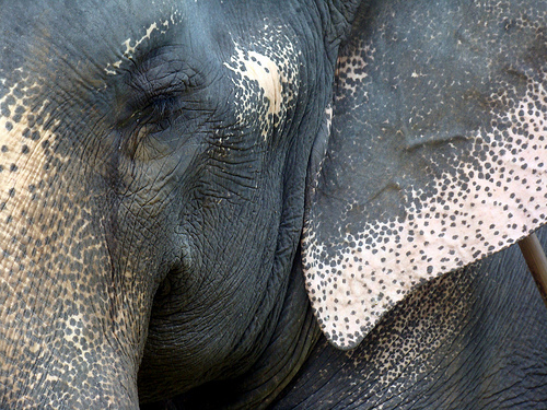 Deadly Rail Tracks Bring Elephants Under Threat