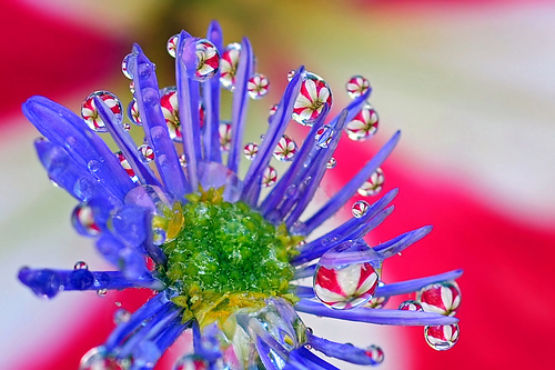 Water drops on Petunia flower