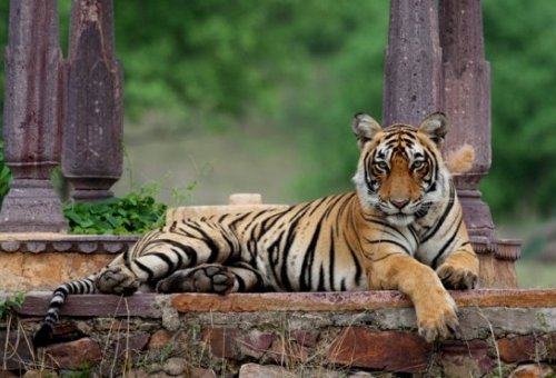 Save the tiger