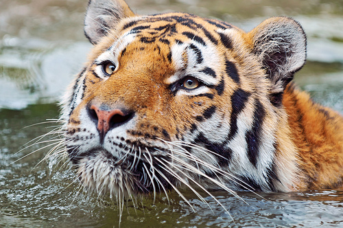 Tiger Range Countries Come Together for Restoring Tiger Populations in the Wild