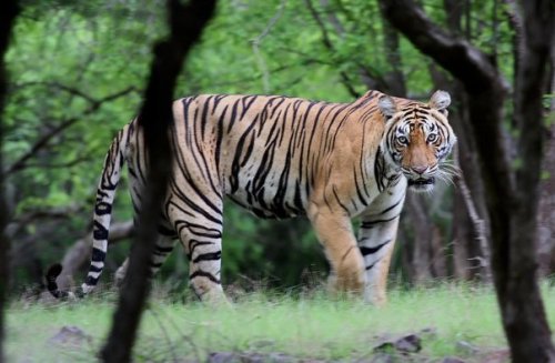 Eight New Tiger Reserves To Boost Tiger Conservation Measures in India
