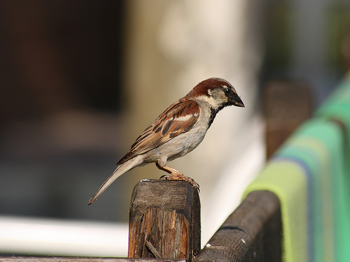 Invite: Talk on the Beautiful World of the Sparrow at WWF India