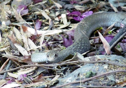 Snake in the City: During the North Delhi (Ridge) Urban Ecotour