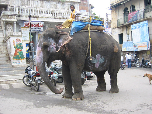 elephant-udaipur