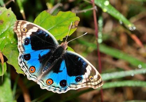 butterfly-environmental-studies-du