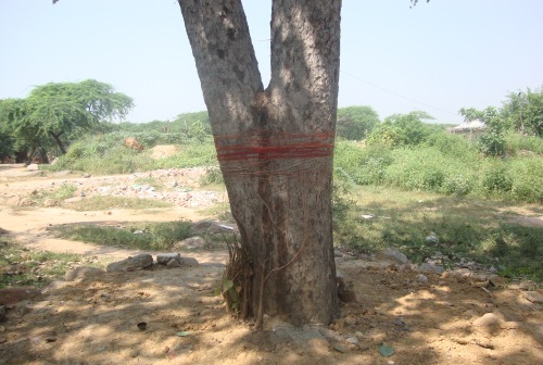 tree-religious-delhi