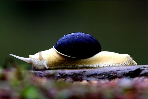 snail-in-the-wild-india
