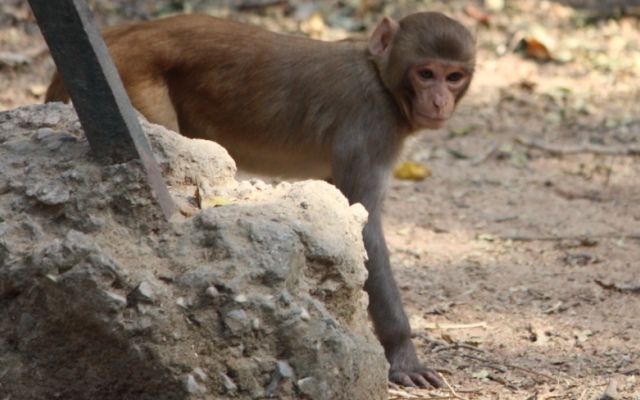 Monkeys in North Delhi Ridge Continue to Create Menace