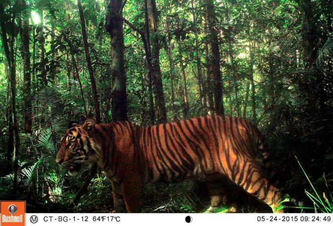 29 Species Camera Trapped in North Sumatra