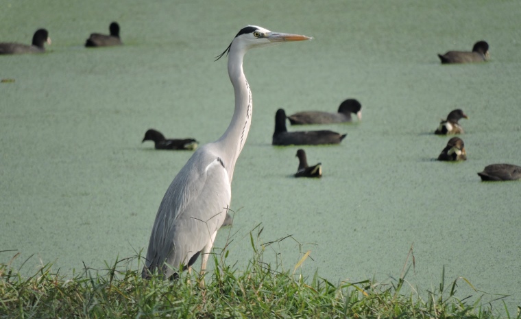 Migratory Birds: The Only Good Thing Left About Delhi’s Winters