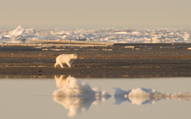 Western Exploitation of Arctic Region Could Induce Dooms Day