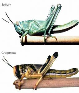 locust swarm versus solitary
