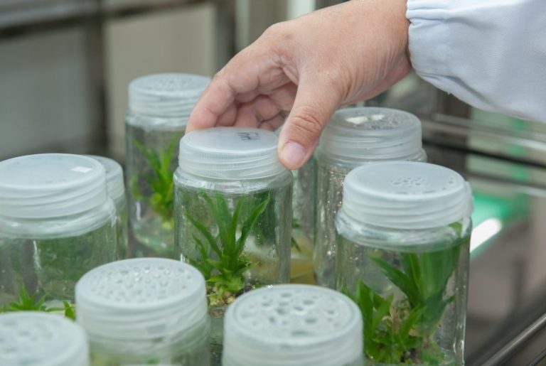 5 Uses of Biotechnology in Environmental Protection