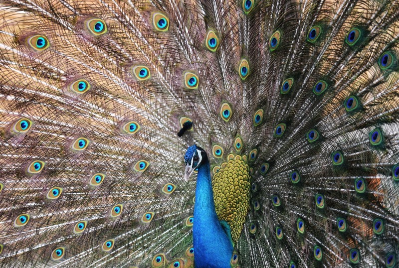 Peacock National Bird of India