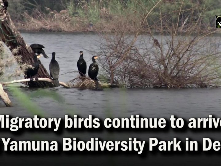 Migratory Birds Fly in to Yamuna Biodiversity Park