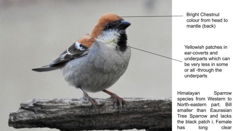 Photo Essay on The Other Types of Sparrows around us