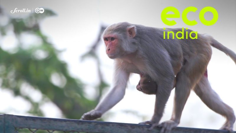 What lies at the heart of growing monkey menace in Delhi?