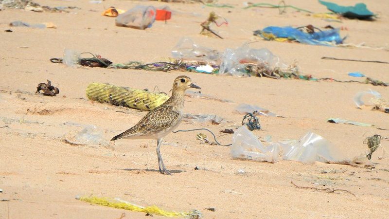 Photo essay on birds in the plastic habitat