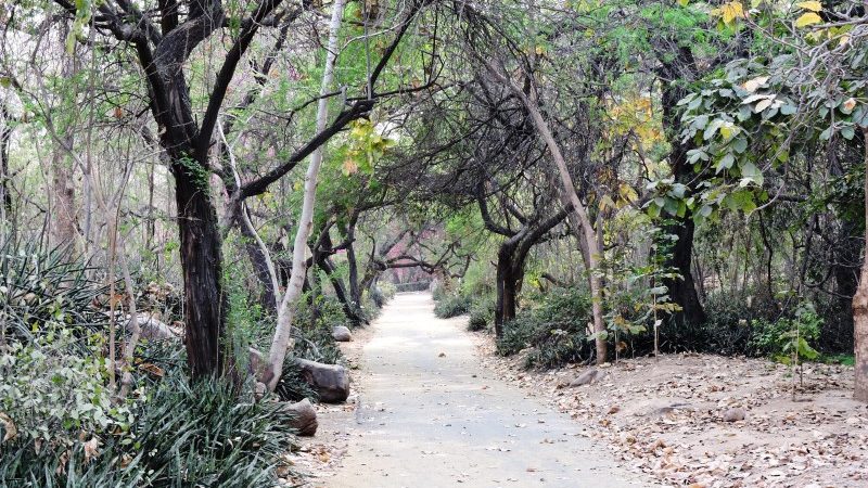 Learn about 17 City Forests in Delhi on International Day of Forests