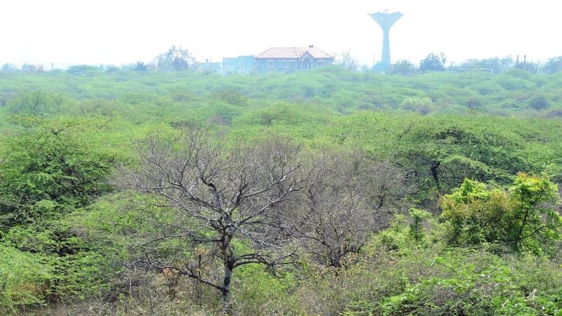 Challenges in Conserving Delhi Ridge and NCR Aravalli