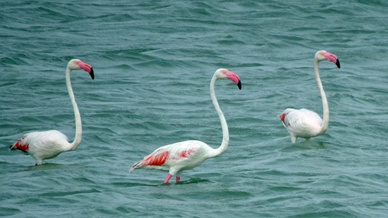 Mumbai must pay attention to its pink winged friends