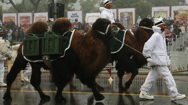 Bactrian Camels will March in this Republic Day Parade