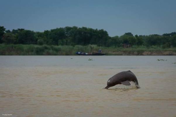 Second India-Wide Dolphin Census Launched at Bijnor