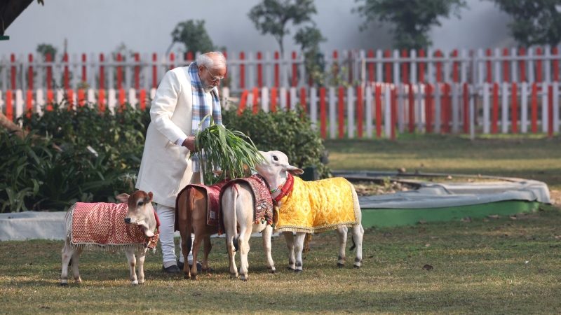 Compassion in Action: PM Feeding Cows at his Residence