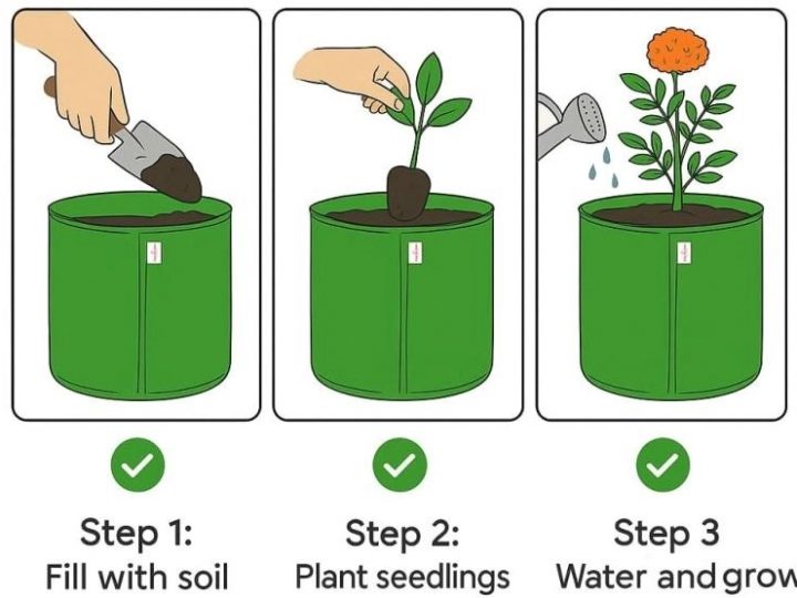 This ₹400 Gardening Hack Is Turning Terraces into Mini Farms